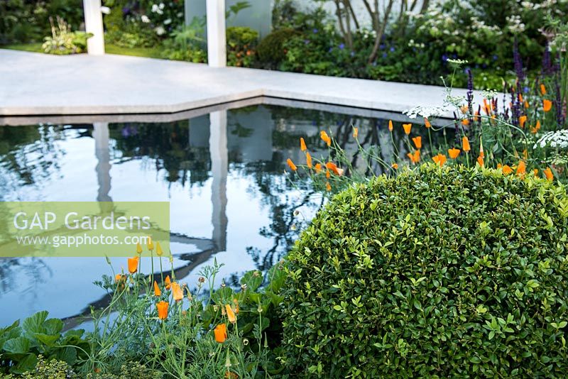 View of a white sandstone path next to the pond in modern Japanese garden surrounded by Buxus sempervirens topiary ball and Eschscholzia californica 'Orange King'. The Watahan East and West Garden. Designers: Chihori Shibayama, Yano Tea. Sponsor: Watahan