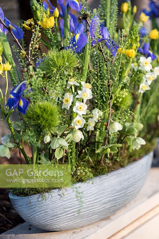 Spring flower arrangement with Narcissus, Helleborus and blue Irises in the narrow flowerpot. The Garden Furniture Centre stand, RHS Flower Show Cardiff 2017