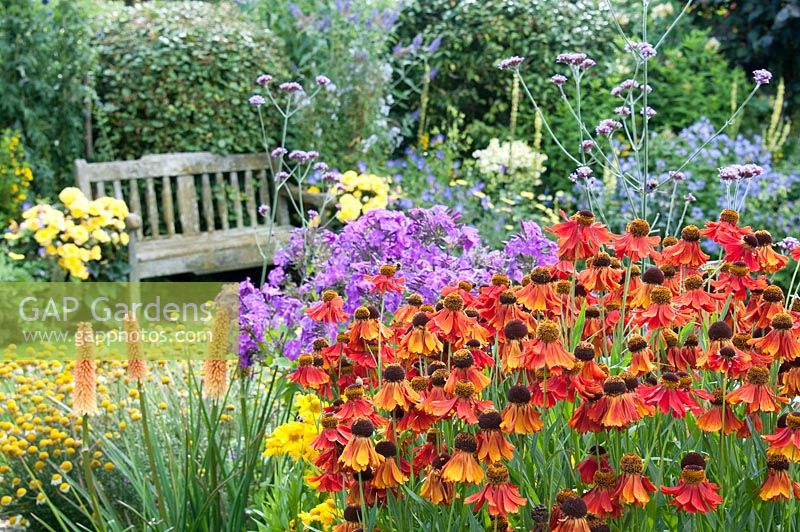 Border with Helenium 'Moerheim Beauty' Verbena bonariensis Kniphofia 'Toffee Nosed' - Red Hot Poker Anthemis Helenium 'Riverton Beauty' and Phlox paniculata 'Eventide' with wooden bench July