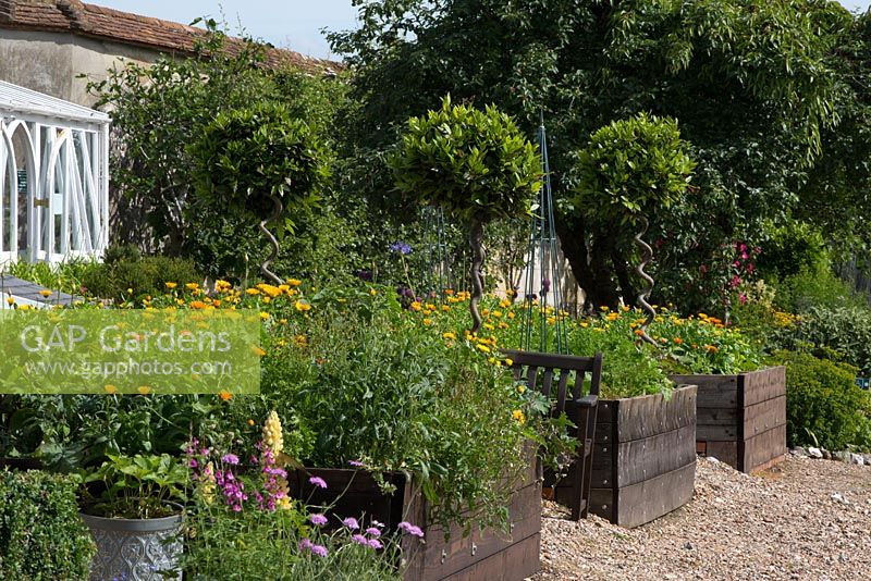 Raised vegetable beds with callendula and topiary bay trees