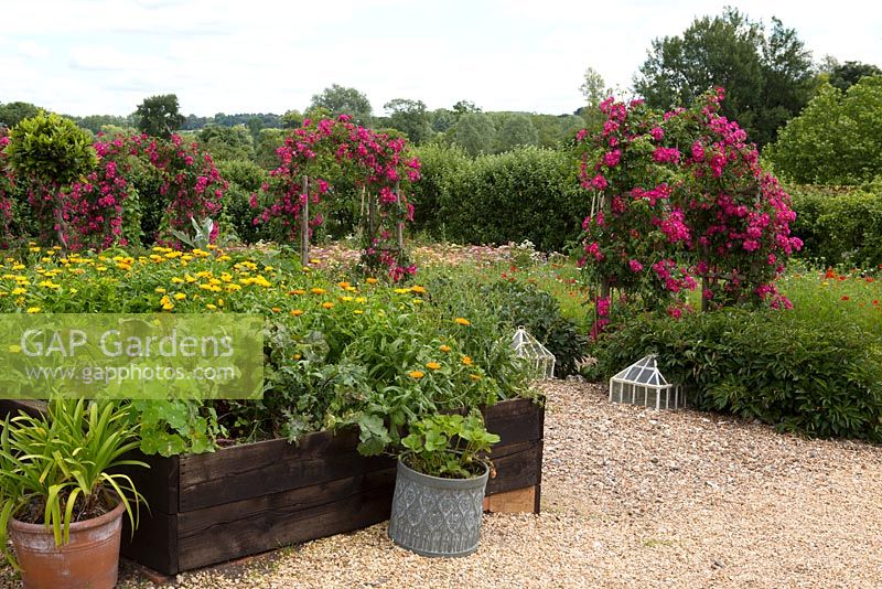 Raised vegetable beds by pergolas with Rosa 'American Pillar'