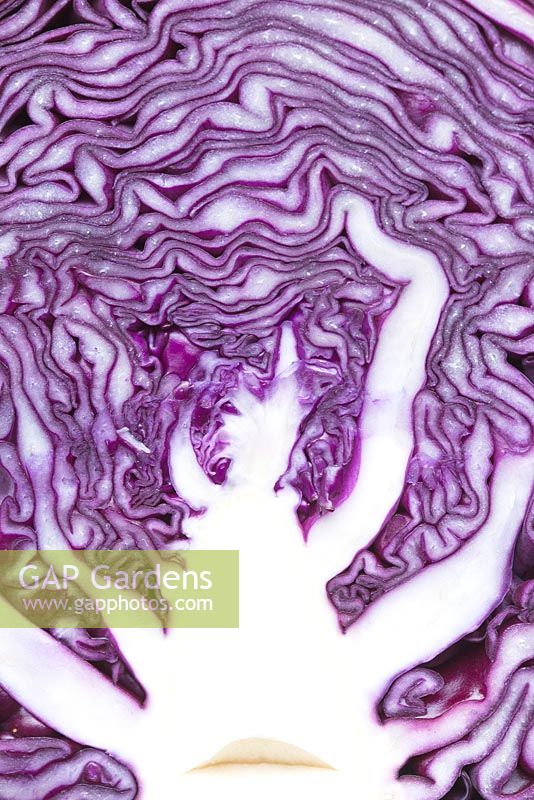 Brassica oleracea capita 'Red Cabbage - close cross section of cabbage showing pattern