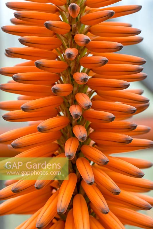 Aloe species inflorescence. A popular succulent from Africa.