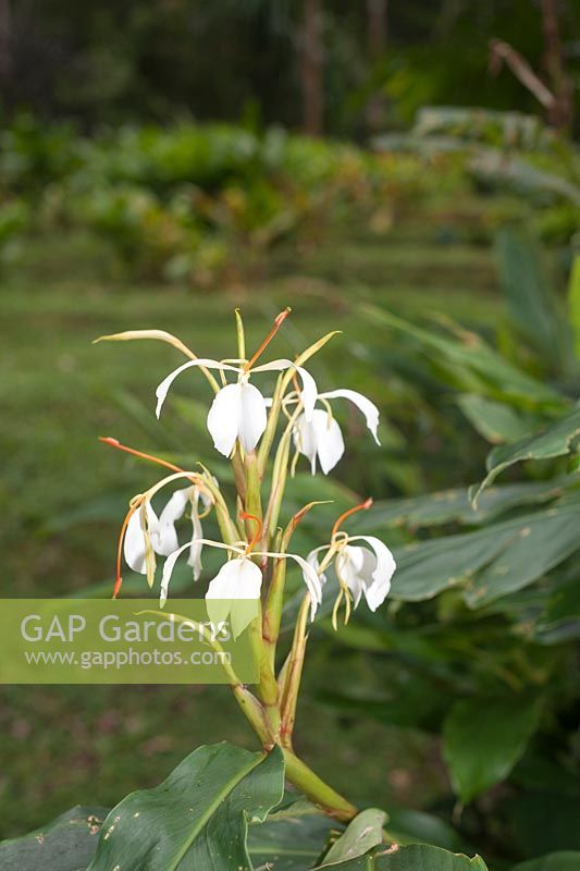 Hedychium coronarium Koen. White garland lily