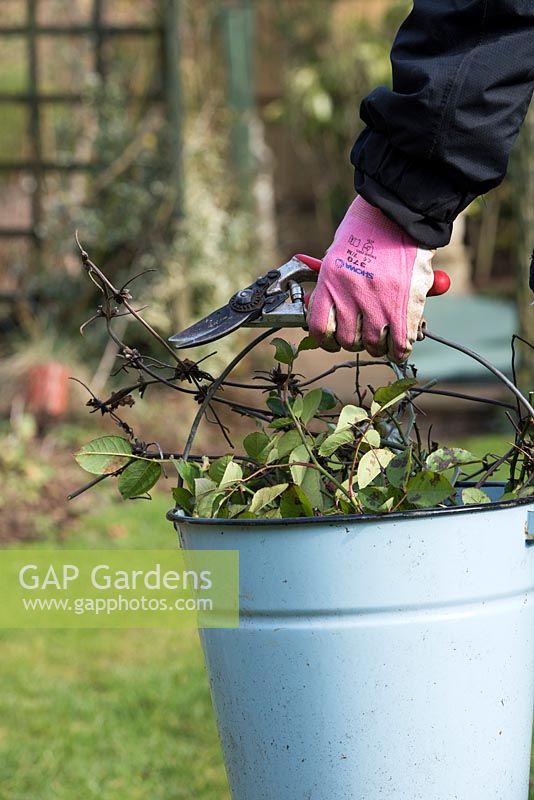 Gardener carrying secateurs and rose clippings in a bucket close up - Feburary - Oxfordshire