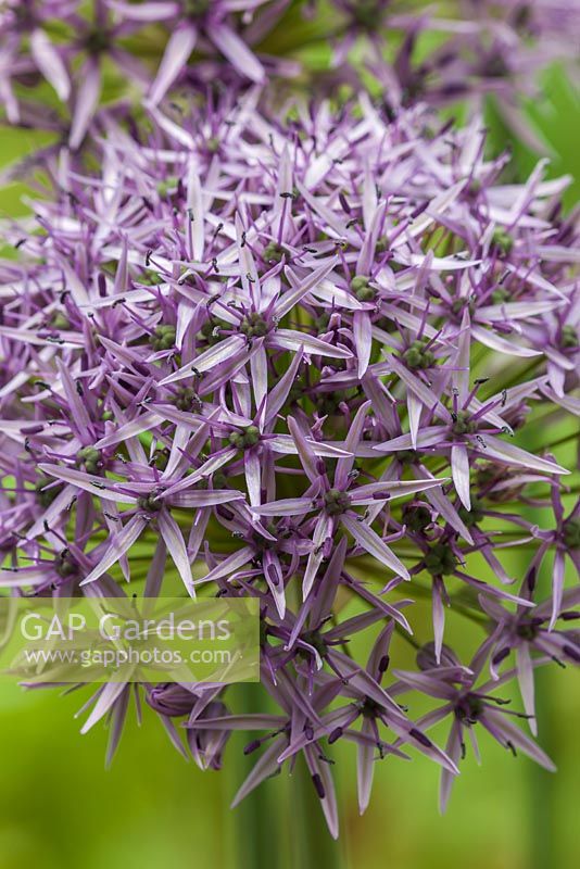 Allium 'Violet Beauty'