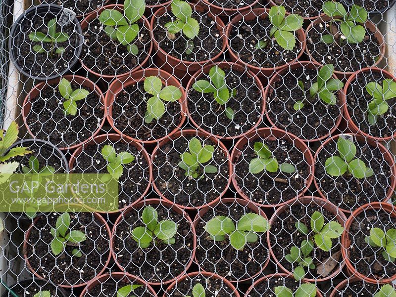 Helleborus seedlings in spring protected by wire from birds, rabbits, mice