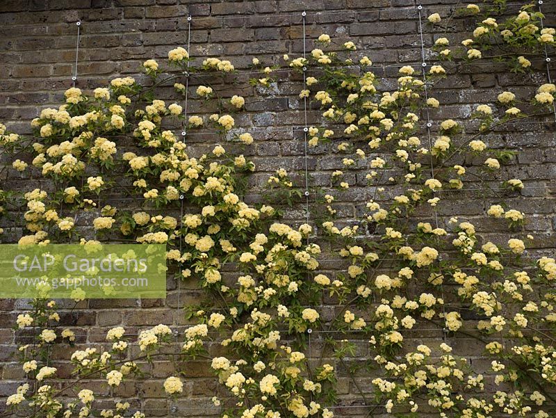Rosa banksiae 'Lutea' climbing up brick wall with steel supports in place