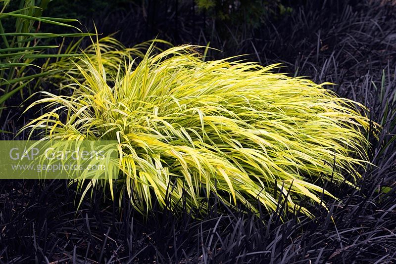 Hakonechloa macra 'Alboaurea' - golden Japanese forest grass planted in Ophiopogon planiscapus 'Nigrescens' - black mondo. Late summer, RHS Wisley.