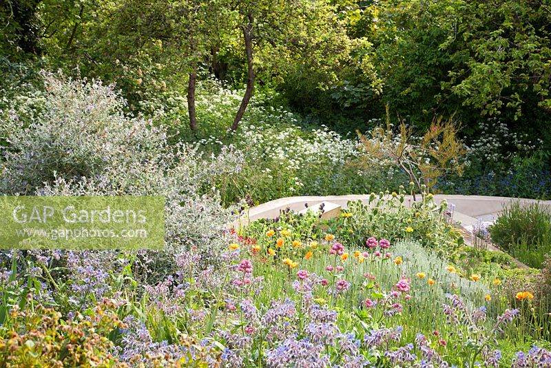 Terraced beds alongside stone steps with Teucrium fruticans, Borage, Centranthus ruber, Jerusalem, Sage, Papaver rupifragum and naturalistic wild area beyond with cow parsley and green Alkanet