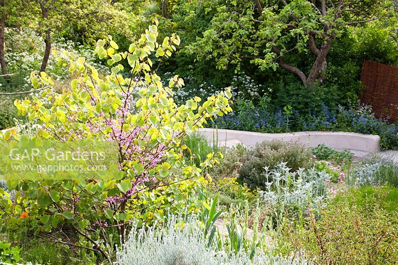 Judas tree in flower in gravel border overlooking wild naturalistic style area with cow parsley and green Alkanet