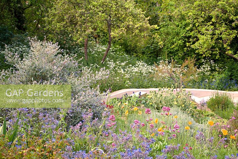 Terraced beds alongside stone steps with Teucrium fruticans, Borage, Cistus, Centranthus ruber, Papaver rupifragum, Jerusalem Sage and naturalistic style area beyond with cow parsley and Green Alkanet