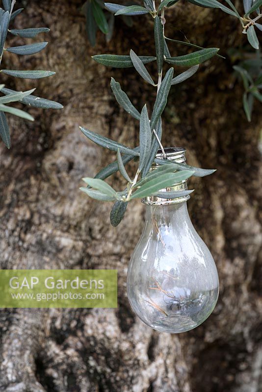 Lightbulb and Olive foliage. The Norfolk Olive Tree Company