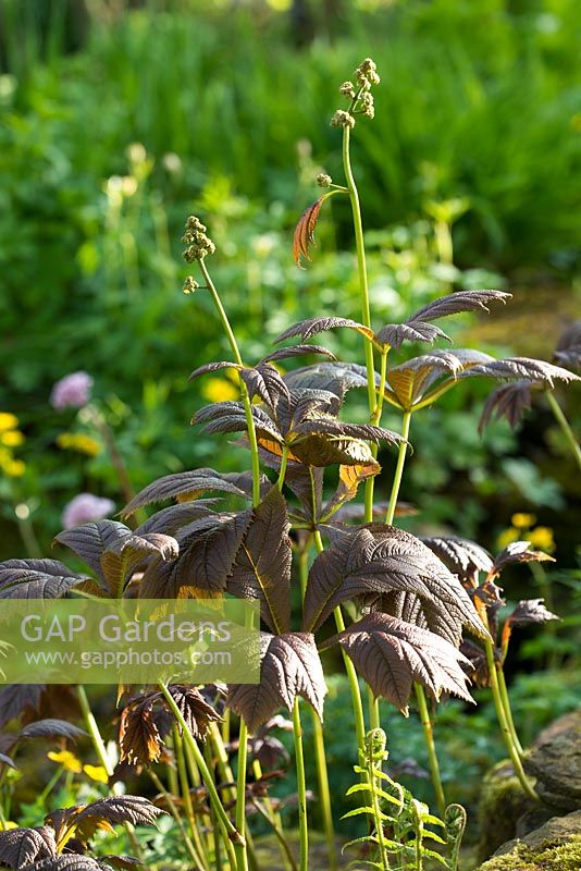 Rodgersia aesculifolia in the Dingle Garden