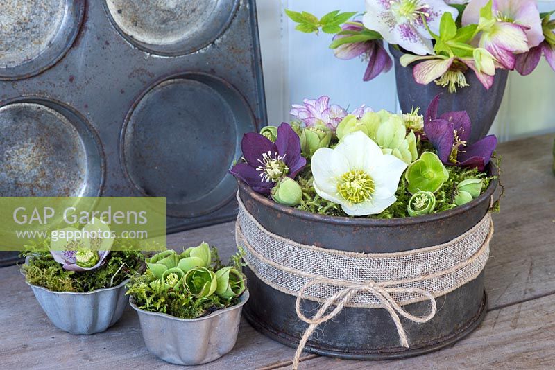 Hellebore flowers arranged in moss in upcycled cake tins