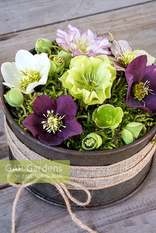 Hellebore flowers arranged in moss in upcycled cake tin