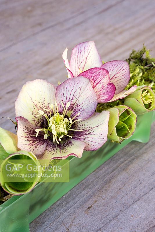 Hellebores arranged on moss in vintage glass container
