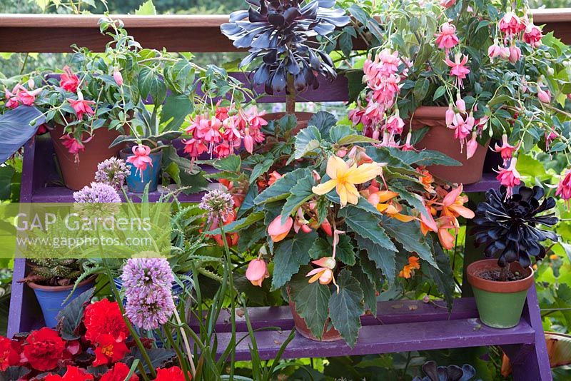 Colourful mixture of plants on painted plant stand including Fuchsias, Aeonium, Begonia, Alliums and Succulents. Patio garden. Owner: Pattie Barron, garden writer