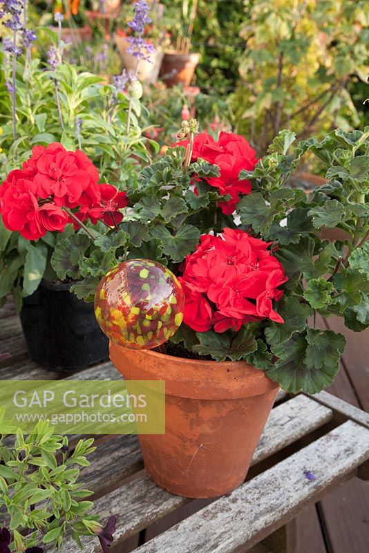 Colourful Geranium with decorative glass watering globe plant stake in terracotta container on wooden table. Patio garden. Owner: Pattie Barron, garden writer