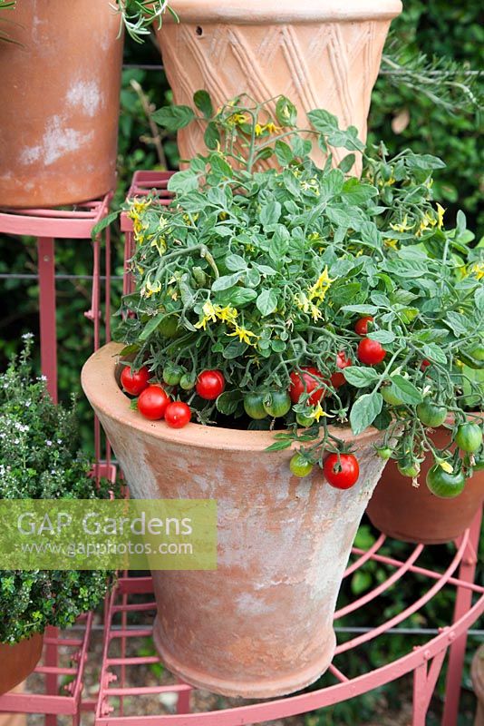 Tomatoes growing in terracotta container on metal plant stand. Patio garden. Owner: Pattie Barron, garden writer