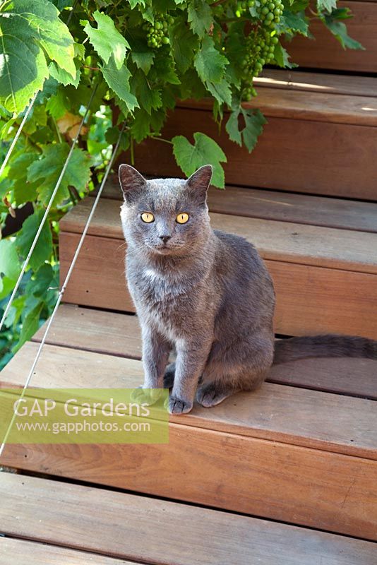 Owner's pet cat standing on steps. Patio garden. Owner: Pattie Barron, garden writer
