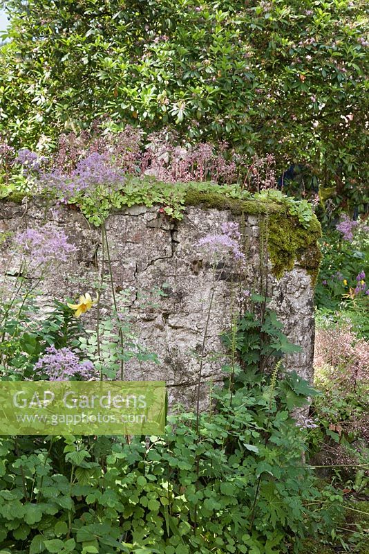 Plants growing in old, moss covered stone wall -  July, Craigieburn, Moffat, Scotland