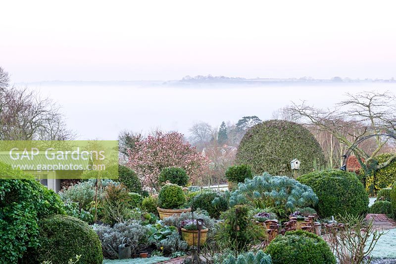 The view west over the Blackmore Vale, filled with mist, garden filled with clipped evergreens such as Box and Bay, flowering Viburnum 'Dawn' in background