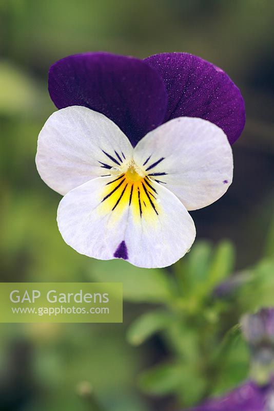 Viola cornuta 'Penny White Jump Up', June