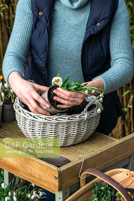 Step-by-Step Planting a January Basket. Plant Galanthus 'Trym' towards the front of the basket to allow its' delicate flowers to dangle.