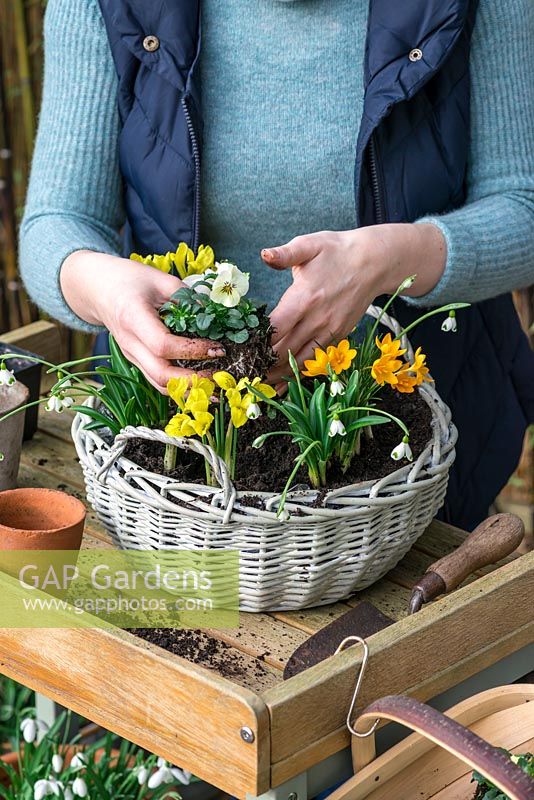 Step-by-Step Planting a January Basket. Fill the final gaps with winter flowering pansies.