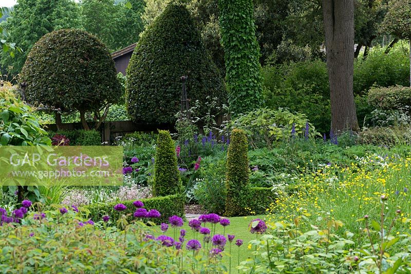 A cottage garden planted with Allium 'Purple Sensation', Aconitum napellus, Anthriscus 'Ravenswing' and buttercups, alongside formal structure created by low box hedging, conical shaped yews and domed holly trees.