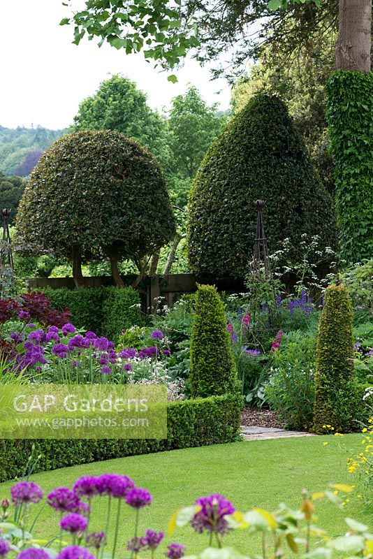A cottage garden planted with Allium 'Purple Sensation', Aconitum napellus and Anthriscus 'Ravenswing', alongside formal structure created by low box hedging, conical shaped yews and domed holly trees.