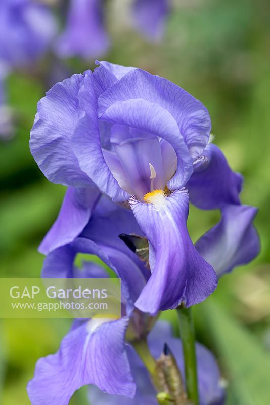 Iris 'Jane Phillips', a fragrant bearded iris flowering in May and June.