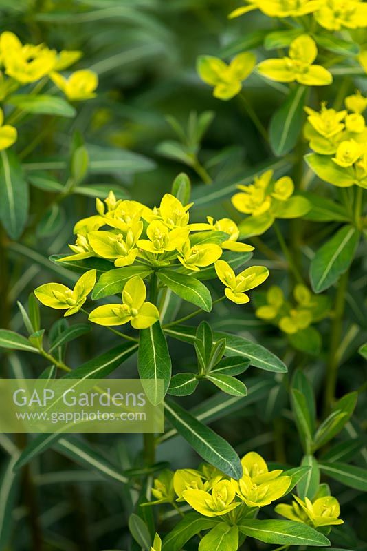 Euphorbia cornigera, spurge, a fast growing perennial flowering from May to August.