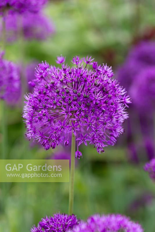 Allium hollandicum 'Purple Sensation', an ornamental onion with dense deep purple flower heads. Flowering from early summer.