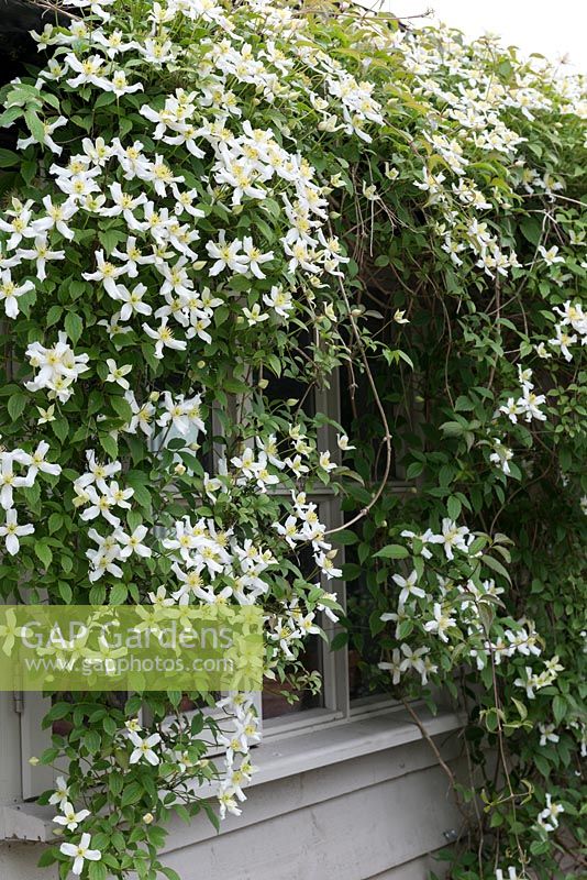 Clematis montana var. wilsonii, a vigorous climber with fragrant, white star shaped flowers in May