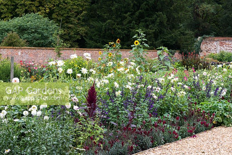 The Walled Garden at Kelmarsh Hall and late summer borders planted with Dahlia 'Silver Years', 'Ice Queen', 'Honka Surprise', Amaranthus, Salvia and Helianthus.