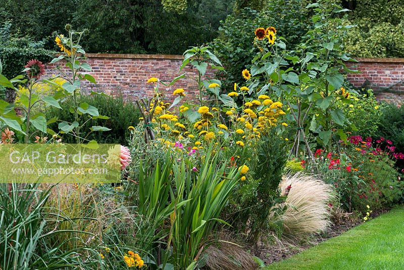 A hot late summer border with Dahlia 'Preference', Achillea, Helianthus and ornamental Carex grasses.