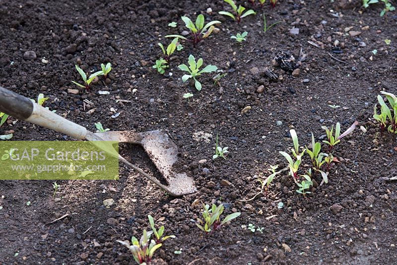 Hoeing weeds around beetroot seedlings in a vegetable garden - May - Oxfordshire