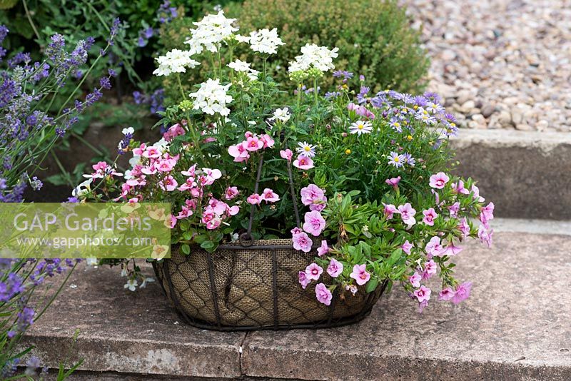 Basket planted with pink Diascia barberae 'Light Pink', white verbena and Brachyscome 'Billabong Mauve Delight'.