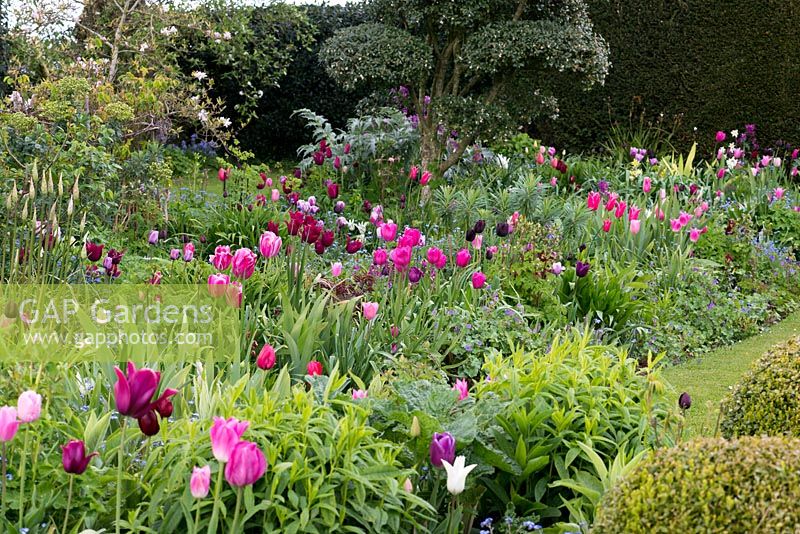 A harmonious spring combination of pink, purple and white tulips planted beneath a cloud pruned Osmanthus Delavayi.