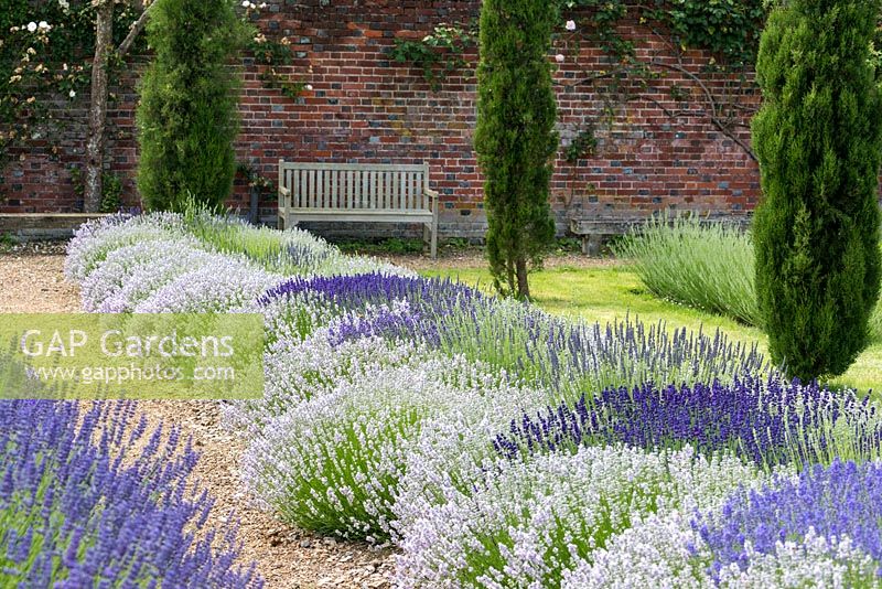 In the Long Lavender Border, the helix planting is 'Little Lottie', different angustifolias are planted at the eye of each helix, at the intersections, 'Grosso' and 'Edelweiss' alternate.