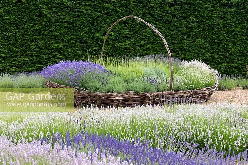 In giant woven basket of lavenders, left to right Lavandula angustifolia 'Melissa Lilac',  L x intermedia 'Old English' and L angustifolia 'Hidcote Pink'. Seen over waves of angustifola lavender 'Melissa Lilac' and intermedia 'Grosso'.