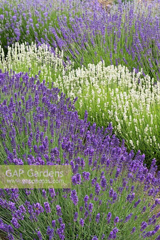 Waves of angustifolia lavenders bottom to top: 'Loddon Blue', 'Blue Mountain White', 'Royal Purple' and 'Cedar Blue'.