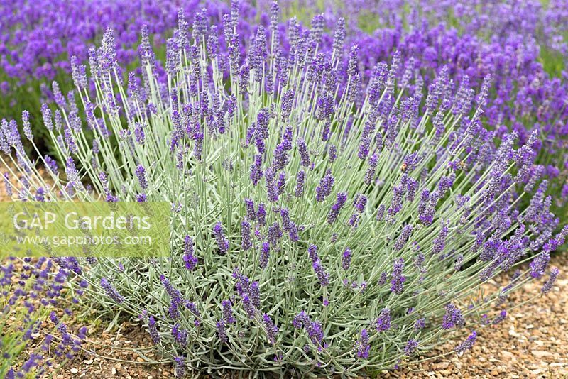 Lavandula angustifolia 'Richard Gray', velvet  lavender, bears vibrant purple flowers over silver foliage, from June.