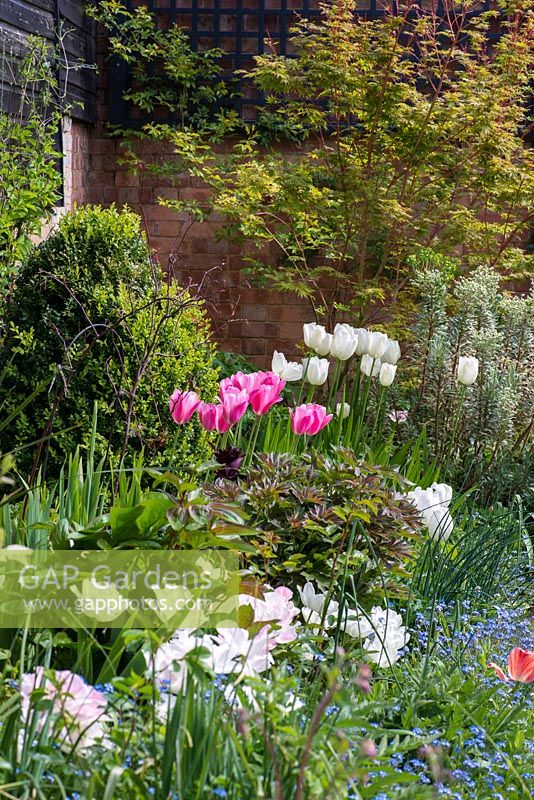 A spring border planted with Tulips 'Angelique', 'Survivor', 'Maureen', forget-me-nots, box and an acer tree behind.