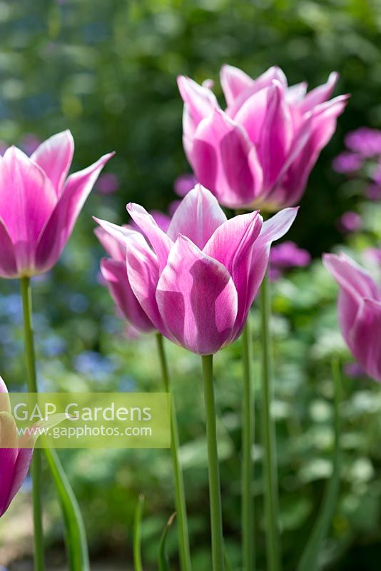 Tulipa 'Ballade', a  lily-flowered tulip with soft violet-mauve flowers with well-defined white margins