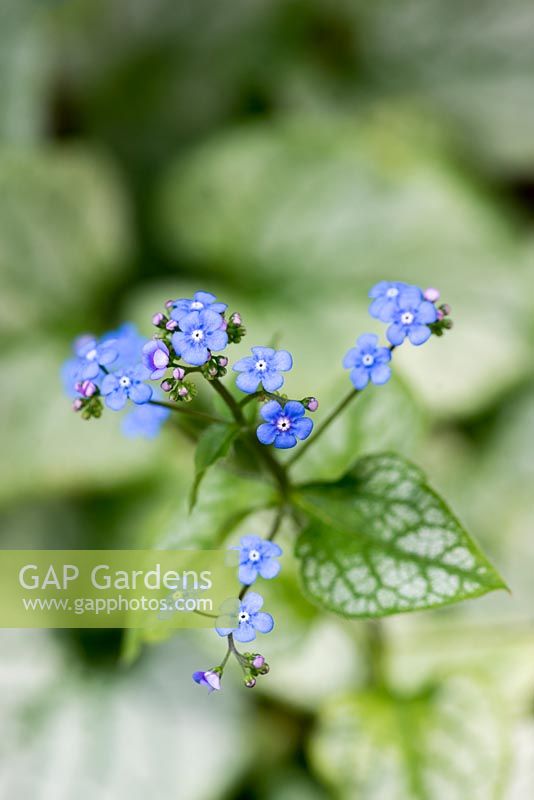 Brunnera macrophylla 'Jack Frost', a Siberian bugloss with silver heart-shaped leaves and tall sprays of tiny, bright blue flowers.