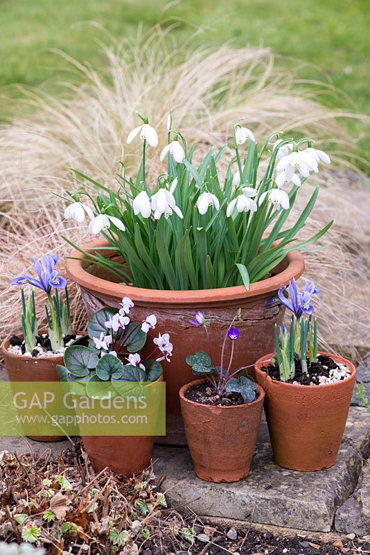 Long established pot of Galanthus 'Mrs Thompson', surrounded by pots of Hepatica nobilis, Cyclamen coum 'Alba' and Iris reticulata 'Alida'.
