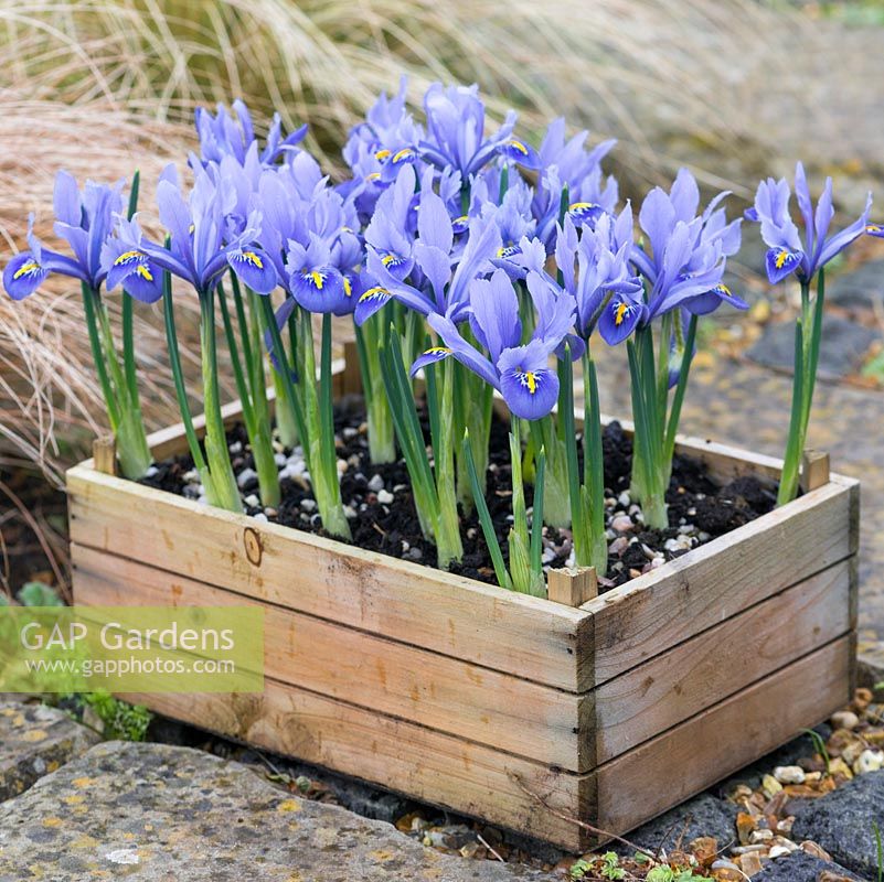 Iris reticulata 'Alida' planted in wooden box. Flowering in February.